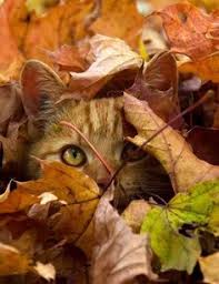 Image result for fall images cute kitties