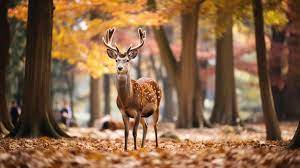 deer backgrounds free photo hd background