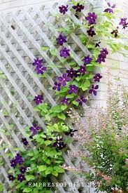 We did not find results for: Tips For Choosing The Right Clematis Trellis