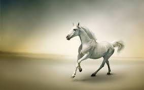 white horse wallpapers top free white