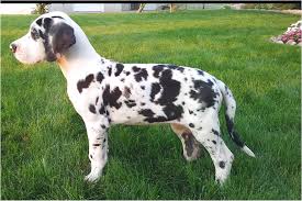 We had discussed getting a great dane, *someday*. Great Dane Puppies For Sale Fort Wayne Indiana