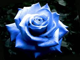 blue rose flower wallpapers blue rose