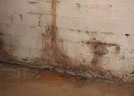 How To Get Rid Of Black Mold In Your