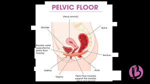 pelvic floor health after childbirth