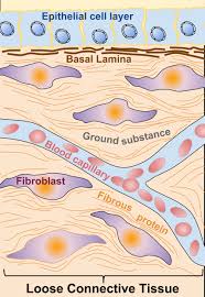 Basal Lamina And Basement Membrane