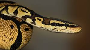 ball python care sheet alsip home