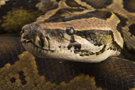 burmese python national geographic