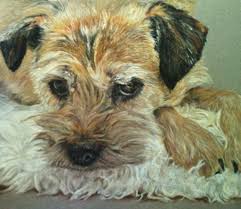It has an incredible will to please and this means they are easy to train too. A Pastel Painting Of Lucie The Border Terrier Border Terrier Border Terrier Puppy Puppy Art