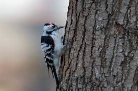 We did not find results for: Woodpeckers In The Uk Wildlife Trust For Beds Cambs Northants