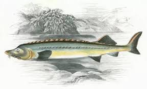 Acipenser Huso, or Beluga sturgeon. Date: 1862 (Print #14227612)