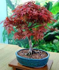 red anese maple bonsai seeds 10pk