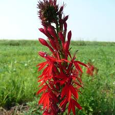 Prairie Garden For Partial Shade Sites