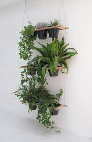 Smart Planters Hanging Indoor Plants
