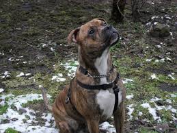 The staffordshire bull terrier is rugged, energetic, and impulsive. Boxer Cross Staffy Bull Boxer Staffordshire Bull Terrier American Pitbull Terrier