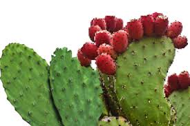 benefits of ly pear cactus monitor