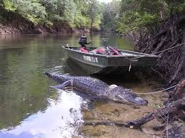 File:American alligator on coast.jpg - Wikimedia Commons