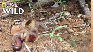 Camel spiders can look creepy. Camel Spider Captures Kills Millipede At Warp Speed Nat Geo Wild Youtube