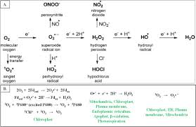 Reactive Oxygen Species Ros And
