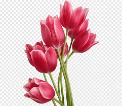 tulip flower tulips image file