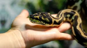 snake catcher removed a giant python