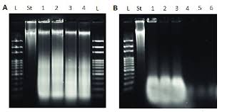 dna integrity essed with agarose gel