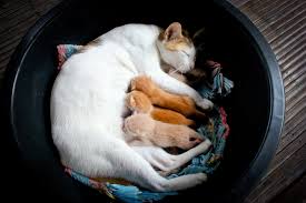 mother cat and her newborn kittens