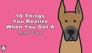 10 Things You Realize When You Get A Great Dane