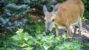 how to keep deer out of your garden