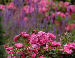 flower carpet roses archives anthony