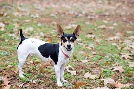 rat terrier dog breed info pictures
