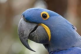 Hyacinth Macaw Wikipedia