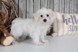 Born easter monday are our beautyful tiny teddy bear puppies we have 2 male 4 female will come fleed wormed 1st vaccines vet checked mom is our beautyful bichon. Morkie Puppies For Sale Wisconsin L2sanpiero