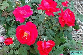 Trandafirii demult au devenit favoritele flori a tuturor femeilor. Park Rose Ce Este Descrierea È™i Aplicarea In Proiectarea Peisajului Cultivarea Plantarea È™i Ingrijirea Numele È™i Fotografiile Soiurilor Westerland Leonardo Da Vinci È™i Altele Plante De GrÄƒdinÄƒ