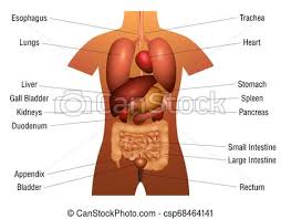 Internal Organs Chart Names 3d Human Anatomy