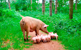 SZ “The tale of a brave sow’s fɩіɡһt from the farm to safeguard her unborn” SZ
