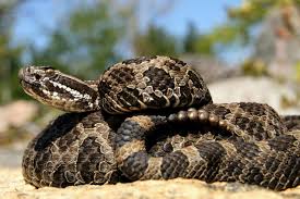 venomous snakes in ohio learn what