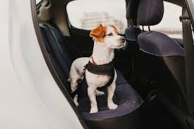 Cute Small Jack Rus Dog In A Car