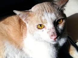 cat nose spots lentigo facts