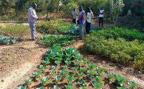 Yagma Pedagogical Garden Burkina Faso