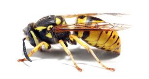 bees wasps and yellowjackets