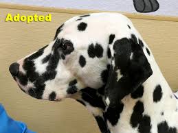 Puppies for sale near austin, texas your search returned the following puppies for sale. Dalmatian Rescue Of North Texas