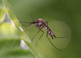 Keep Mosquitoes Out Of Your Yard