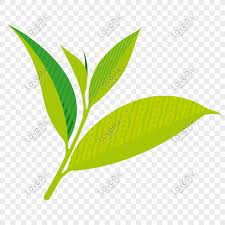 green tea leaves vector ilration