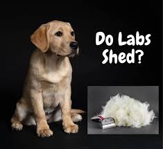 Labrador Shedding Tips For Managing