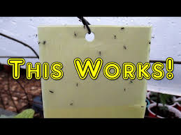 sticky traps eliminate fungus gnats