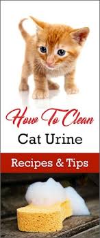 How To Clean Cat Urine Nasty Smell
