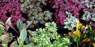 Groundcover Plants For South Florida