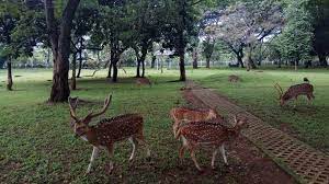 Keliling perumahan kemang pratama bekasi ada taman rusa. Wisata Taman Kemang Pratama Bekasi Rental Mobil Mewah Jakarta