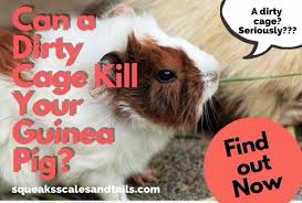 can a dirty cage kill your guinea pig