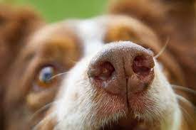 why do dogs smell your crotch and how